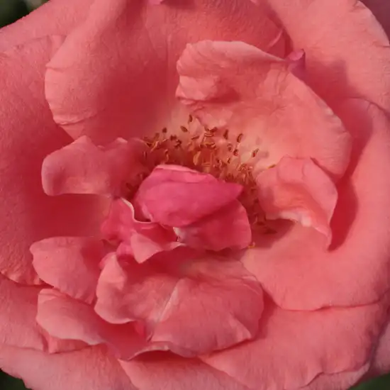 Comanda trandafiri online - Roz - trandafir teahibrid - trandafir cu parfum discret - Rosa Sebastian Schultheis - Heinrich Schultheis - ,-